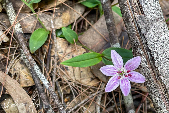 Blooming lilac lily In the leaf litter, the Story Trail, Eden Australia