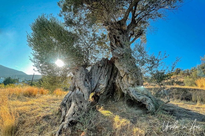 Low afternoon sun through an ancient olive tree, Lefkes Paros Greece.