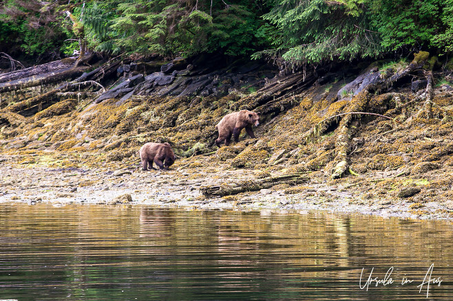 Two grizzlies on a lichen-covered shoreline, Khutzeymateen / K’tzim-a-deen Grizzly Bear Sanctuary, BC Canada