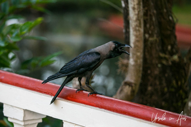 Indian crow on a wooden railing, Kottayam Kerala