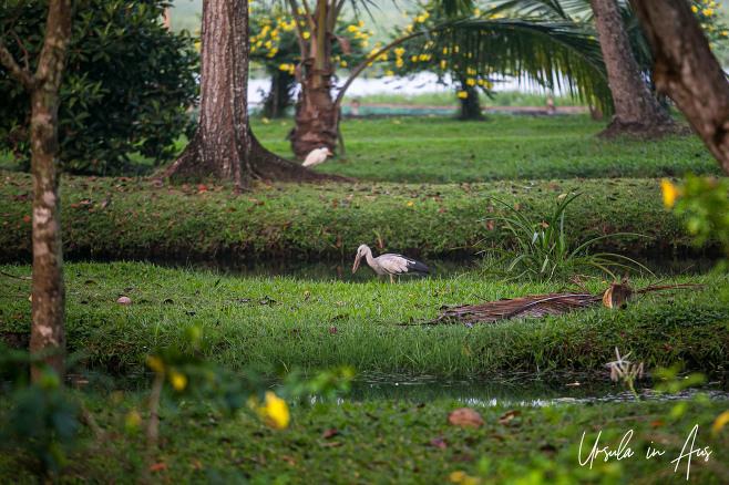 Asian openbill in green lawn, Kottayam Kerala India