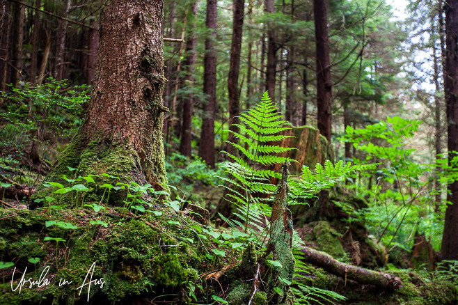 Ferns on the forest floor, Spirit Lake walk Haida Gwaii Canada