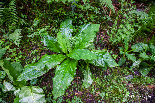 Leaves of the western skunk cabbage, Spirit Lake Trail, Haida Gwaii Canada