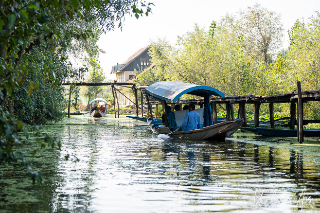 Afternoon light on shikara boats on Dal Lake, Jammu and Kashmir, India